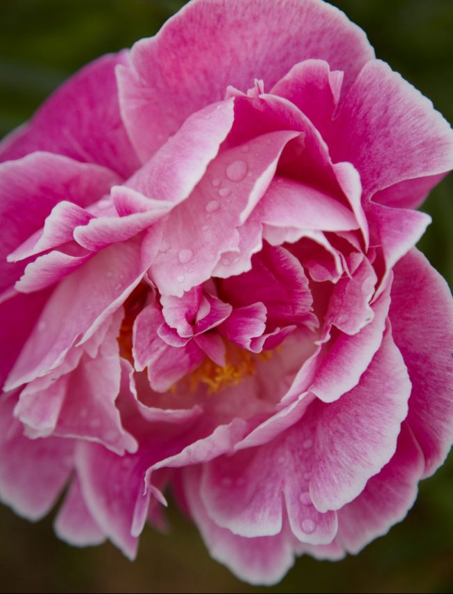 LAH_pfingstrosen_286